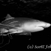 shark_lemon_tb_lbb_h_0625_bah0667_bw.jpg